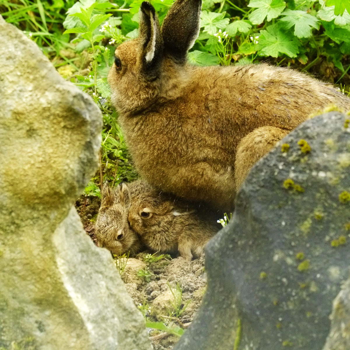 I Am A Hare Children's Book by Irene Graham